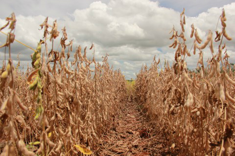 Agricultores terão de lidar com baixas cotações em 2015, afirma especialista