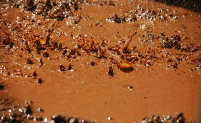 Samarco diz que não há provas de que lama vista em Abrolhos seja de Mariana