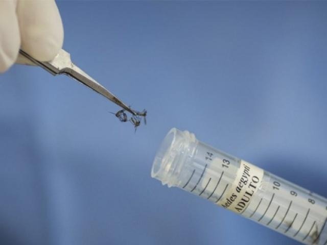 Campo Grande terá mosquito infectado com bactéria no combate à dengue. (Foto: Ministério da Saúde)