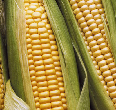 Cotação do Milho Seco (Sc 60Kg) no Mato Grosso do Sul