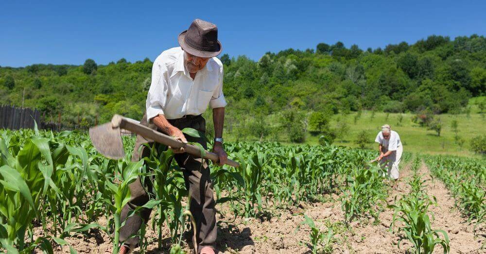 Se nas cidades, a fome afeta os pobres, no campo, o problema é perda de alimento Alimentação sustentável / Foto: Alimentação em Foco