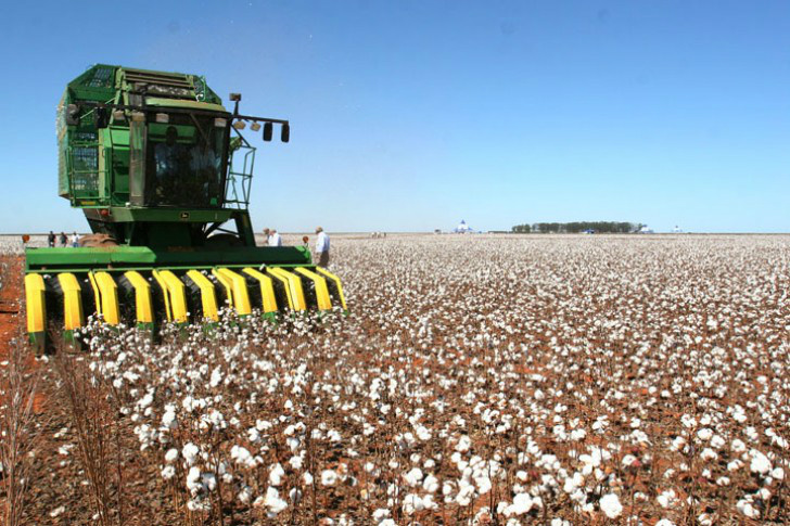 Maiores regiões produtoras de algodão iniciam a colheita em MS