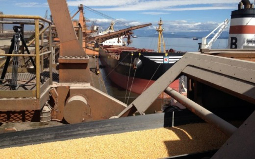 China confirma abertura de mercado ao milho brasileiro