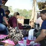 Onça-pintada Miranda passa pelos primeiros exames e continua em tratamento especial no Ayty Onça-pintada Miranda passa pelos primeiros exames e continua em tratamento especial no Ayty