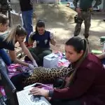 Onça-pintada Miranda passa pelos primeiros exames e continua em tratamento especial no Ayty Onça-pintada Miranda passa pelos primeiros exames e continua em tratamento especial no Ayty