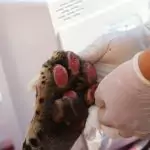Onça-pintada Miranda passa pelos primeiros exames e continua em tratamento especial no Ayty Onça-pintada Miranda passa pelos primeiros exames e continua em tratamento especial no Ayty