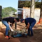 Onça-pintada Miranda passa pelos primeiros exames e continua em tratamento especial no Ayty Onça-pintada Miranda passa pelos primeiros exames e continua em tratamento especial no Ayty