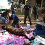 Onça-pintada Miranda passa pelos primeiros exames e continua em tratamento especial no Ayty Onça-pintada Miranda passa pelos primeiros exames e continua em tratamento especial no Ayty