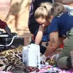 Onça-pintada Miranda passa pelos primeiros exames e continua em tratamento especial no Ayty Onça-pintada Miranda passa pelos primeiros exames e continua em tratamento especial no Ayty