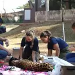 Onça-pintada Miranda passa pelos primeiros exames e continua em tratamento especial no Ayty Onça-pintada Miranda passa pelos primeiros exames e continua em tratamento especial no Ayty