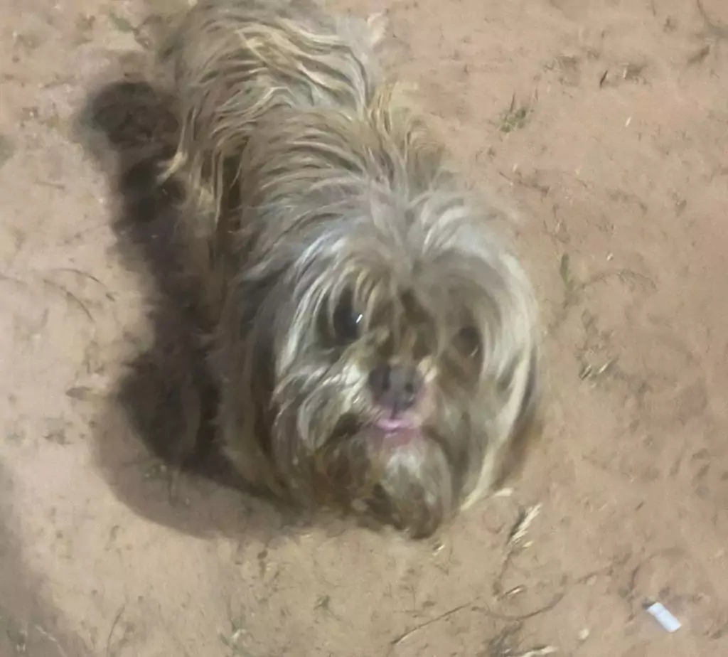 Ajude a cachorrinha Luna a voltar para casa Ajude a cachorrinha Luna a voltar para casa