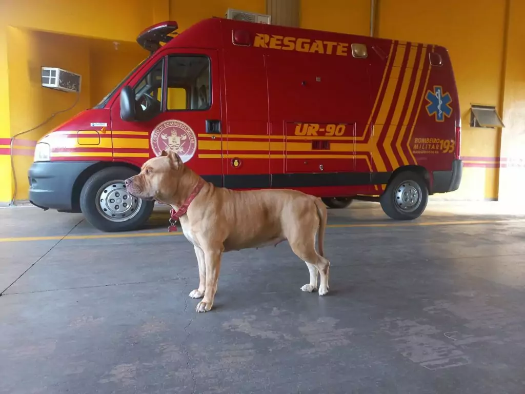 Corpo de Bombeiros de Amambai realiza sorteio da rifa em prol da cirurgia da She-Ra Corpo de Bombeiros de Amambai realiza sorteio da rifa em prol da cirurgia da She-Ra