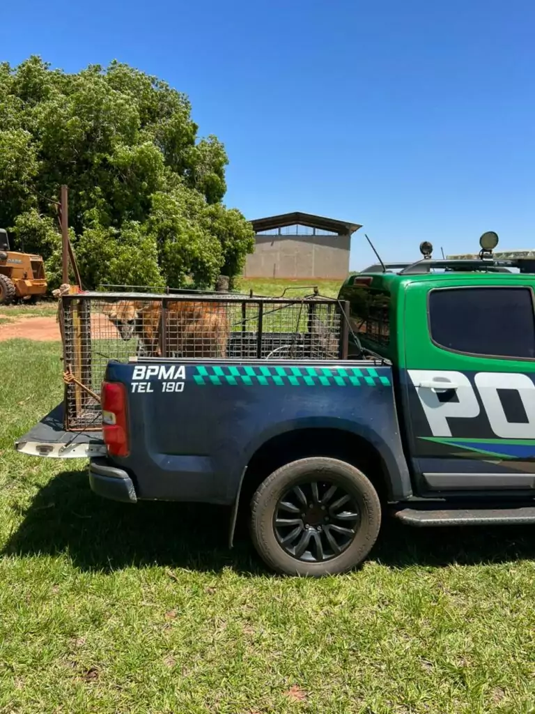Amambai: Polícia Militar Ambiental resgata Lobo-Guará em propriedade rural e devolve o animal ao habitat natural Amambai: Polícia Militar Ambiental resgata Lobo-Guará em propriedade rural e devolve o animal ao habitat natural