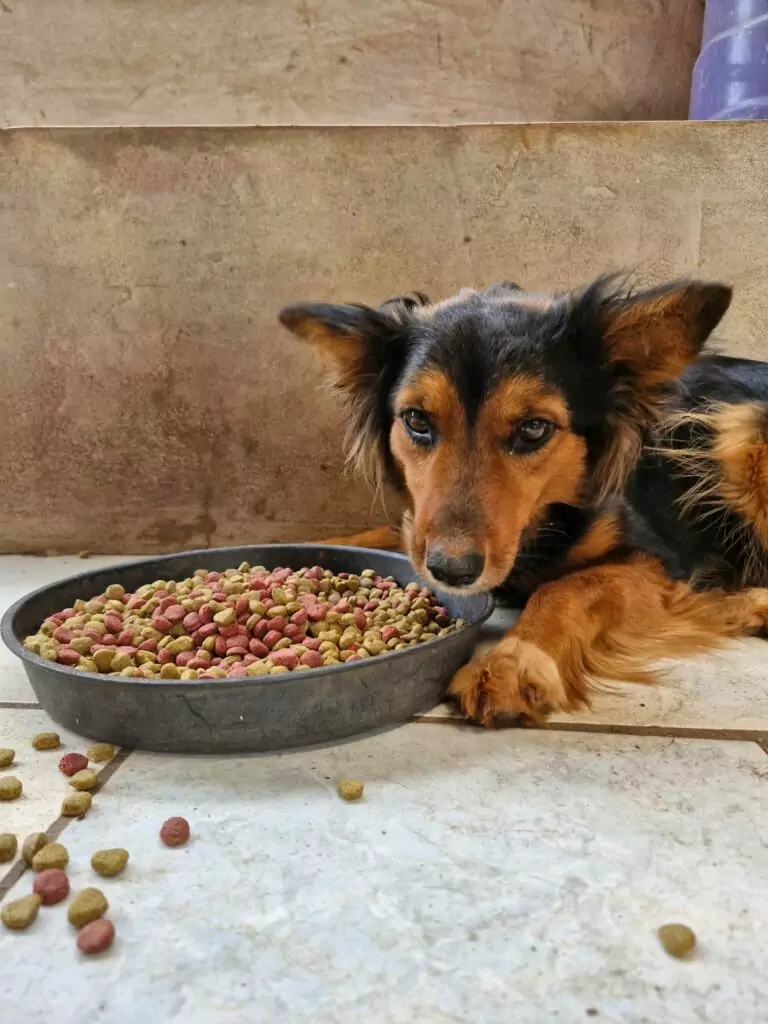 Ajude a Maia a voltar para casa
