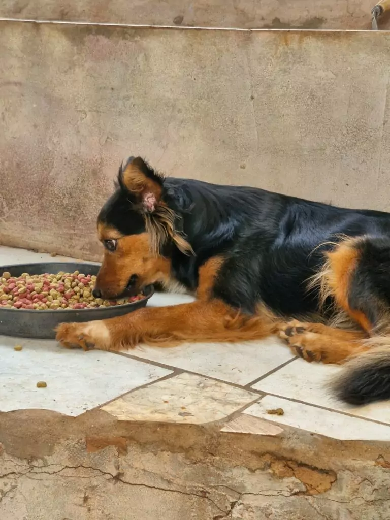 Ajude a Maia a voltar para casa