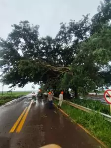 Corpo de Bombeiros desobstrui rodovia após queda de galhos na MS-386, em Amambai