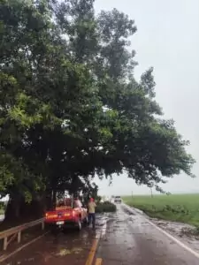 Corpo de Bombeiros desobstrui rodovia após queda de galhos na MS-386, em Amambai