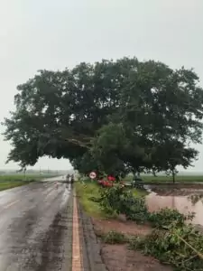 Corpo de Bombeiros desobstrui rodovia após queda de galhos na MS-386, em Amambai