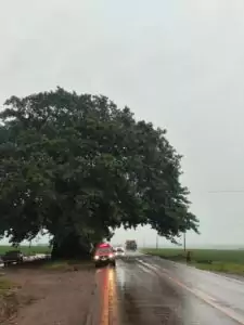 Corpo de Bombeiros desobstrui rodovia após queda de galhos na MS-386, em Amambai