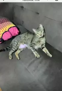 Ajude a gata Maria Sol a voltar para casa