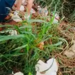 Aumento de casos de dengue e chikungunya acende alerta em Amambai