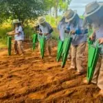 Gincana “Pequenino Agricultor” promove aprendizado prático e valorização da história no campo em Amambai
