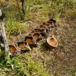 Gincana “Pequenino Agricultor” promove aprendizado prático e valorização da história no campo em Amambai